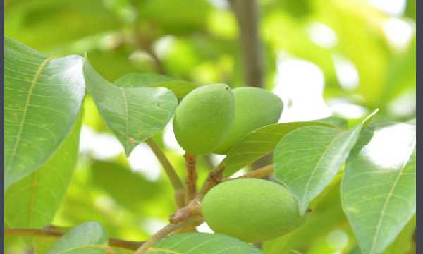 橄榄果怎么吃,橄榄果的正确食用方法需要去皮吗图1