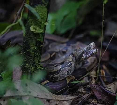 热带雨林有什么动物危险图片