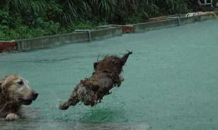 只怕雨水不怕风什么动物