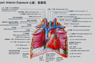 关于心脏形状位置的诗句