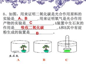 教案          植物的呼吸作用(绿色植物的呼吸作用的教案)