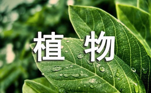 作文,校园里,植物,观察