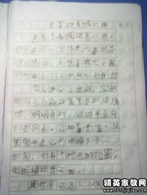 校园里的菊花300字作文