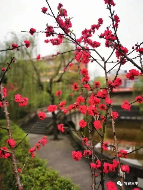 作文,等你,春花,归来