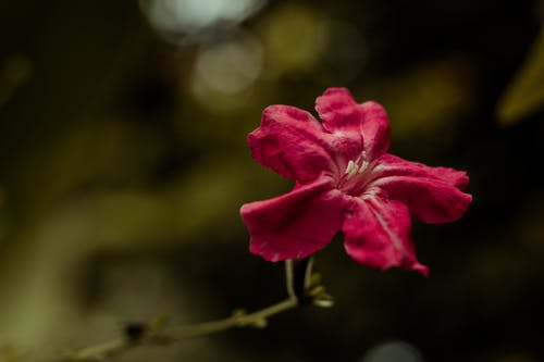 都市邪婿神医小说江树庄映雪无删减阅读